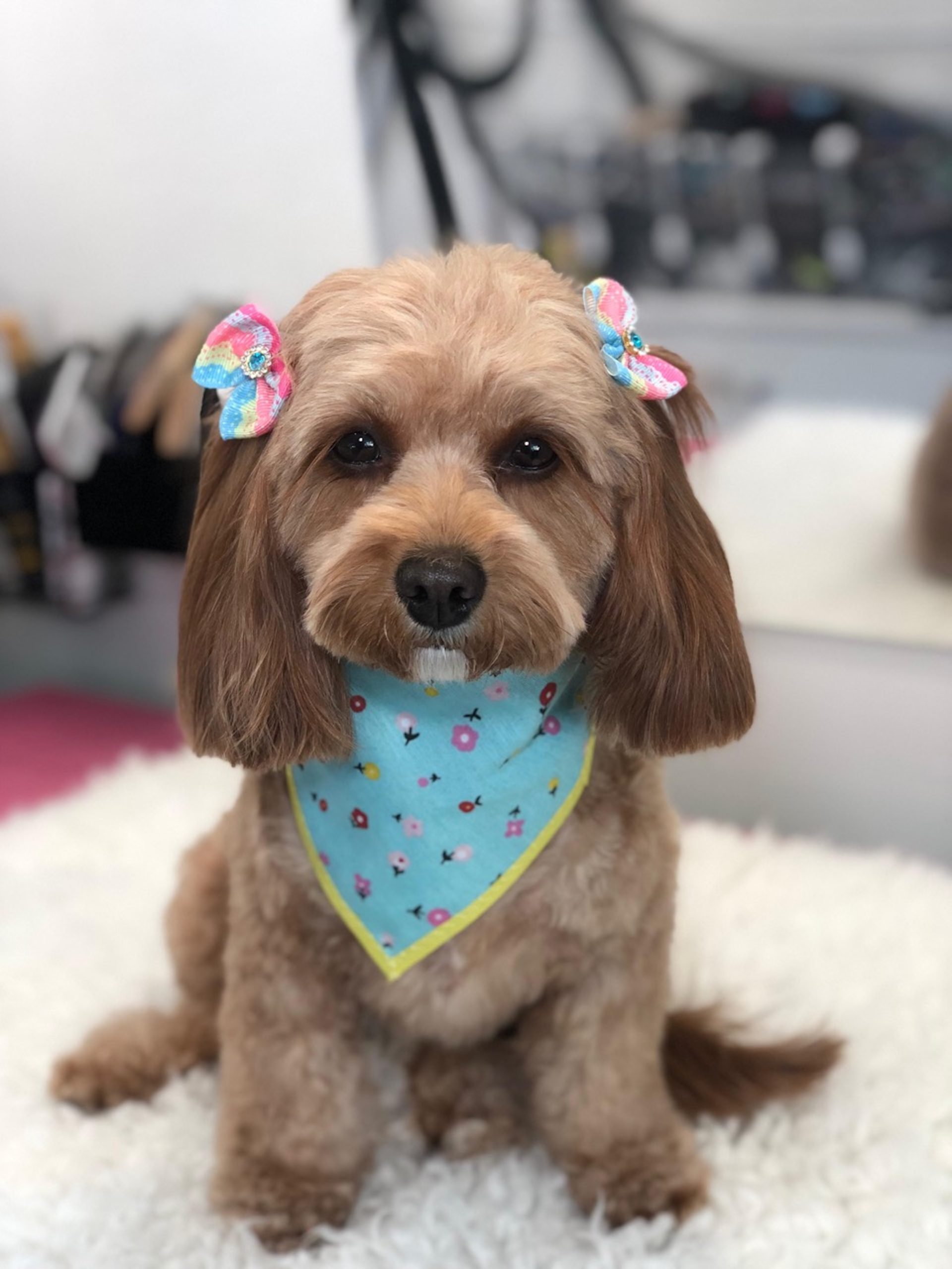 WhatsApp Image 2025-03-20 at 16.50.39 Grande