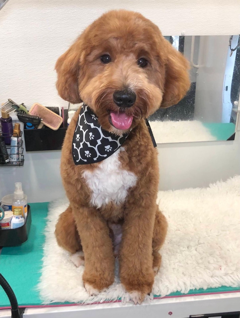 WhatsApp Image 2025-03-20 at 16.51.36 Grande