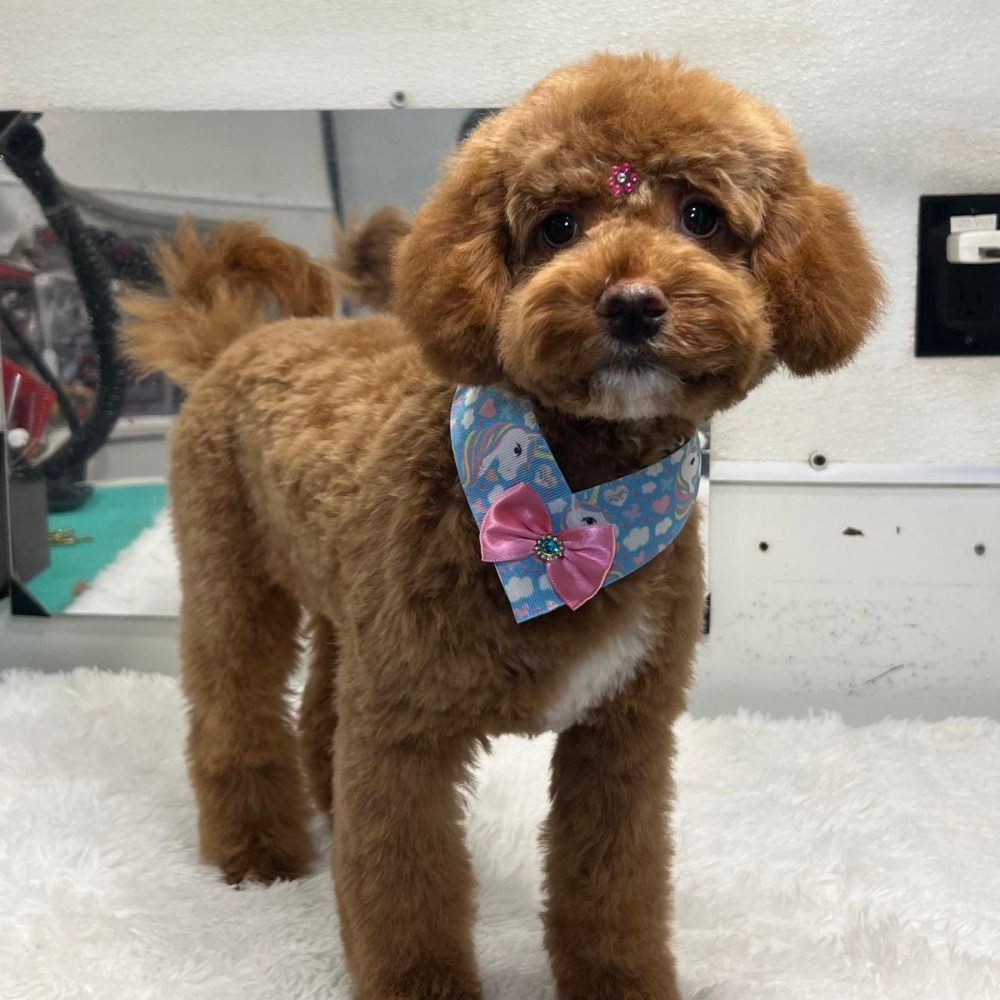 WhatsApp-Image-2025-03-20-at-16.39.59-1.jpeg WhatsApp-Image-2025-03-20-at-16.39.59-1.jpeg