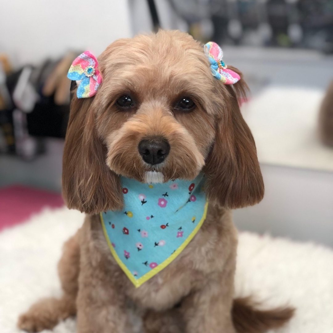 WhatsApp Image 2025-03-20 at 16.50.39 Grande