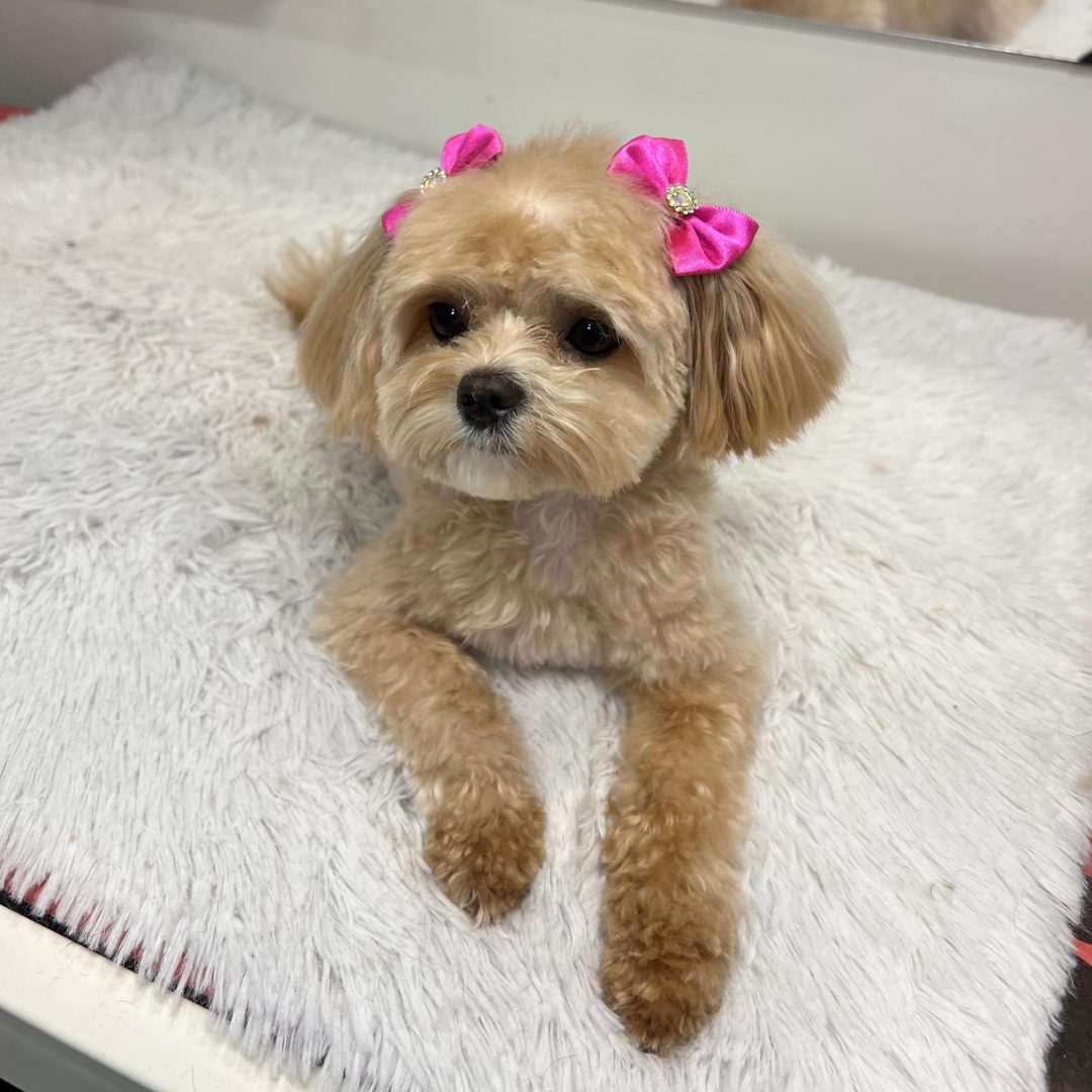 WhatsApp Image 2025-09-25 at 13.29.42 (1)