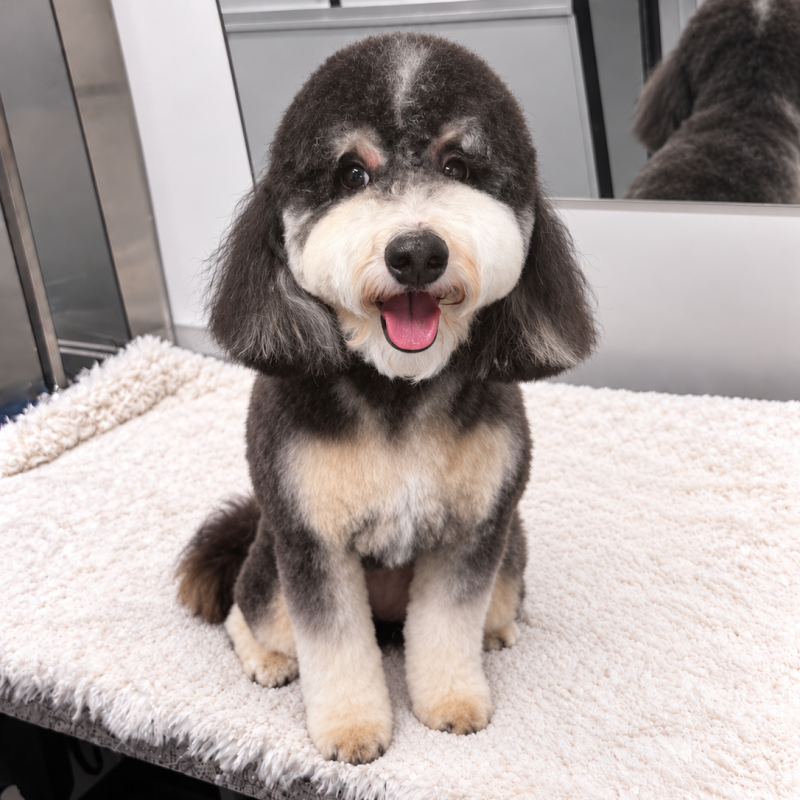 doodle-bath-and-haircut-los-angeles