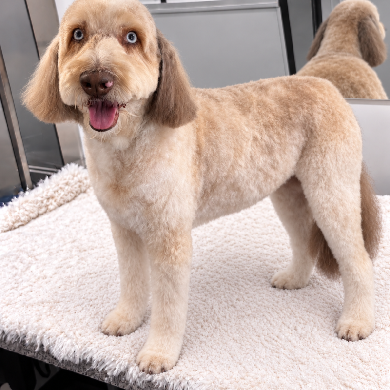 doodle-bath-haircut-losangeles