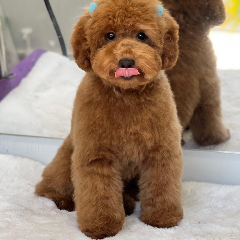 goldendoodle-dog-bath-haircut-austin