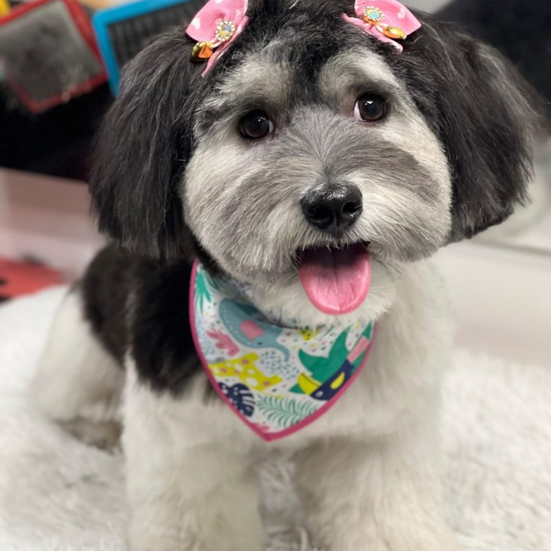 havanese-dog-bath-haircut-austin