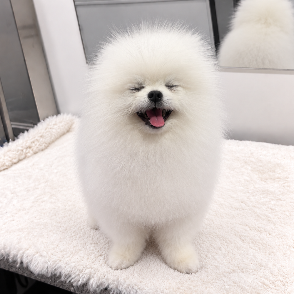 pomeranian-dog-bath-and-haircut-austin