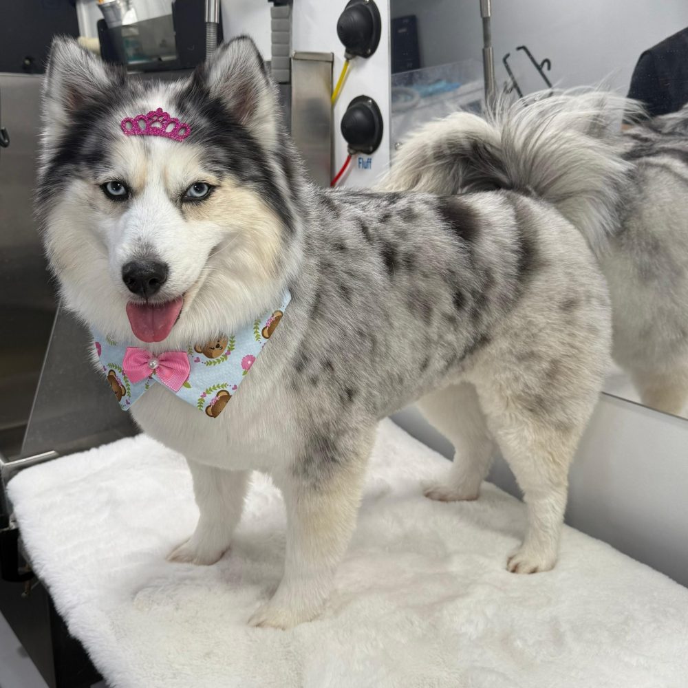 pomsky-dog-bath-and-haircut-austin