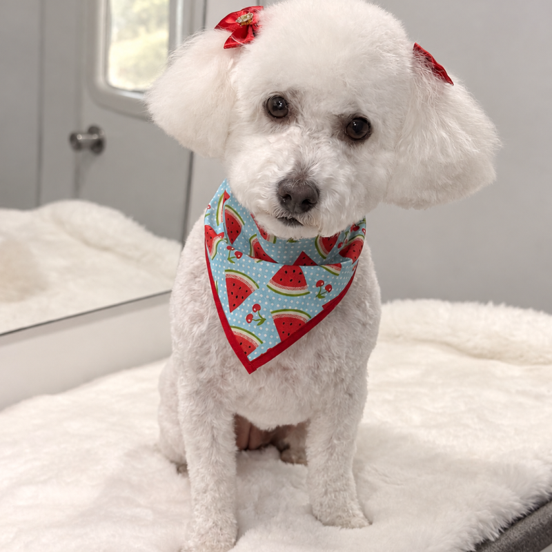 poodle-bath&haircut-austin